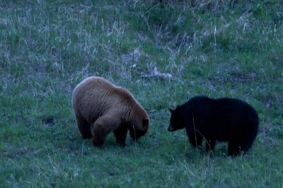 Black Bear and Cinnamon Black Bear (Ursus americanus) 3826