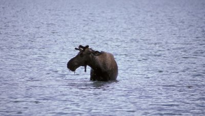 Moose - Maligne 1.jpg