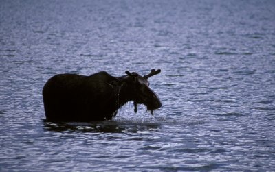 Moose - Maligne 2.jpg