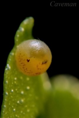 egg - Papilio demoleus malayanus (Lime Butterfly)