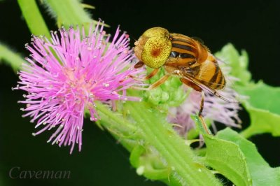 Hoverfly