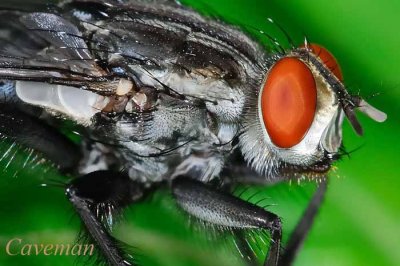 Tachinidae (parasitic fly)