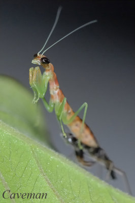 mantis