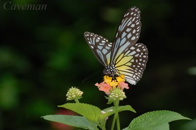 Parantica aspasia aspasia (Yellow Glassy Tiger)