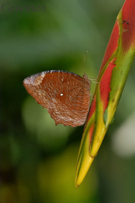 Elymnias hypermnestra agina (Common Palmfly)