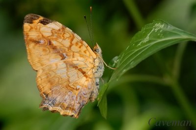 Symbrenthia lilaea luciana (Common Jester)