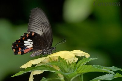 Papilio polytes romulus (Common Mormon)