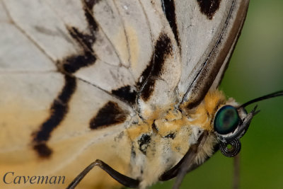 Melanocyma faunula faunula