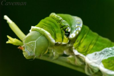 Caterpillar - Papilio memnon agenor(Great Mormon)