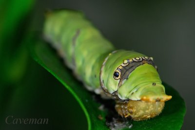 Caterpillar - Papilio demoleus malayanus (Lime Butterfly)