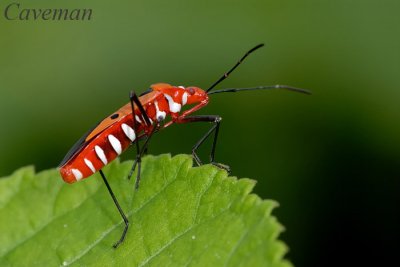 Macroceroea grandis (Pyrrhocoridae)
