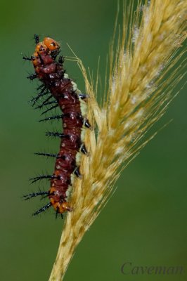 Caterpillar (Tawny Coster)