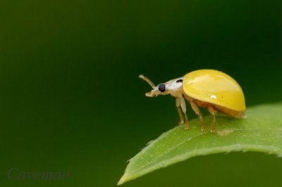 ladybug