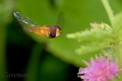 Hoverfly (Asarkina sp)