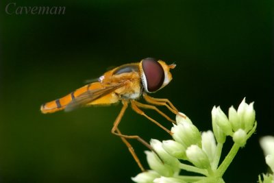 Hoverfly (Asarkina sp)