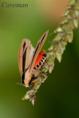 Creatonotos gangis