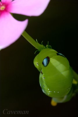 Caterpillar Oleander Hawk Moth (Daphnis nerii)