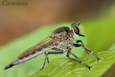 Robberfly