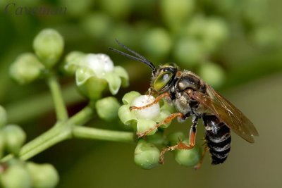 Sphecid wasp