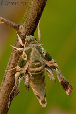 Daphnis nerii (Oleander Hawk Moth)