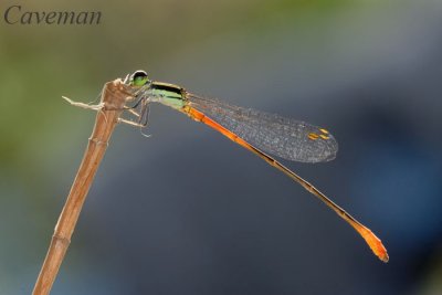 Agriocnemis minima (TBC)