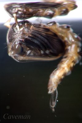 mosquitos pupa
