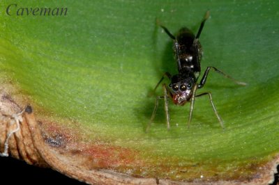 Ant-Mimicking Jumping Spider (Myrmarachne)