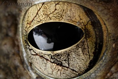 Frog's eye