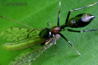Ant-Mimicking Jumping Spider (Myrmarachne)