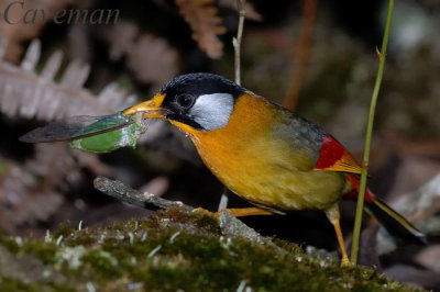 Mesia argentauris (Silver Eared Mesia)