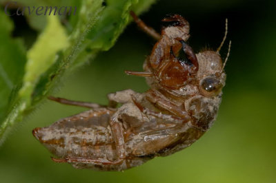 Cicada shell