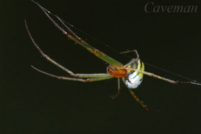 Decorative Leucauge(Leucauge decorata)