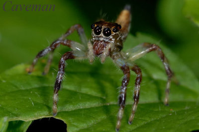 Telamonia dimidiata (Two-Striped Telamonia)