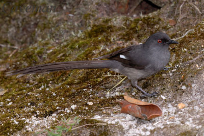 long tailed sibia