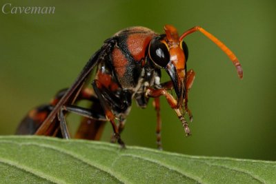 Delta sp