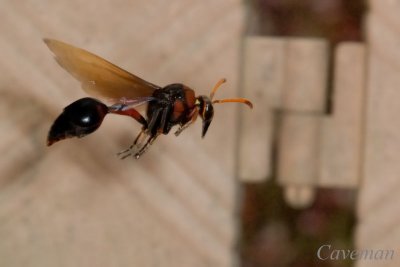 Delta sp