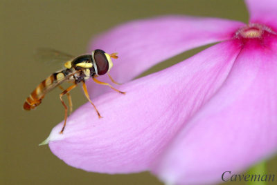 Hoverfly