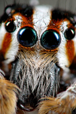 Plexippus paykulli (Larger Housefly Catcher)