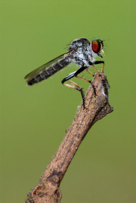 Robberfly