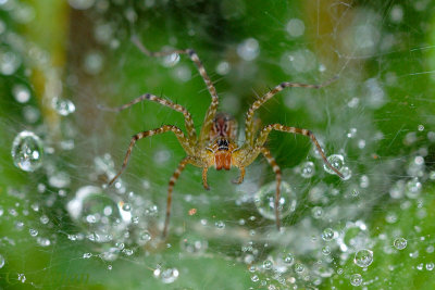 Eurychoera quadrimaculata (Four-Spotted Nursery Web Spider)