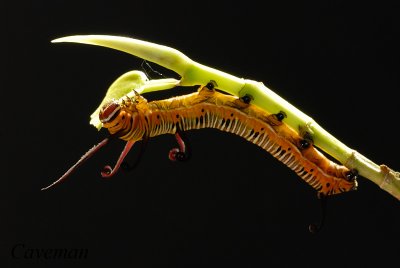 Caterpillar - Euploea algea