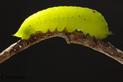 Caterpillar - Graphium agamemnon agamemnon (Tailed Jay) - 5th instar