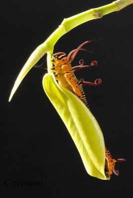 Caterpillar - Euploea algea
