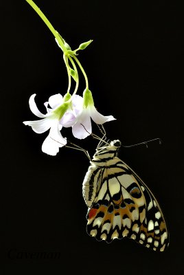 Papilio demoleus malayanus (Lime Butterfly)