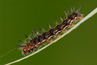 Caterpillar - pupa - Phalanta phalantha (Leopard)