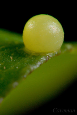 egg - Papilio polytes romulus (Common Mormon)