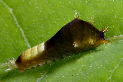 Caterpillar - Graphium agamemnon agamemnon (Tailed Jay) - 2nd instar