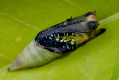 Pupa - Graphium agamemnon agamemnon (Tailed Jay)