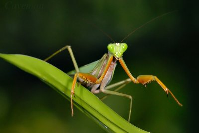 Mantis