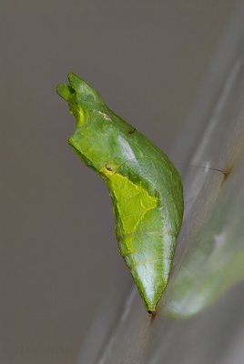 Pupa - Papilio demoleus malayanus (Lime Butterfly)